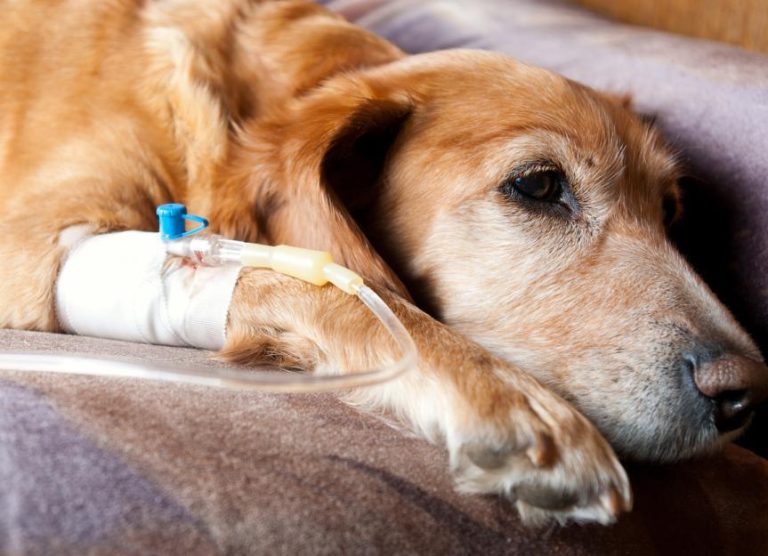 සුනඛ පාවෝ රෝගය